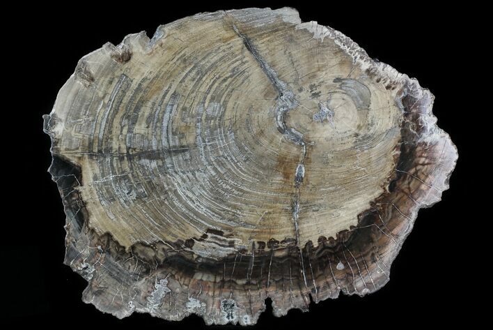 Detailed Petrified Wood (Araucaria) Round - Madagascar #81347